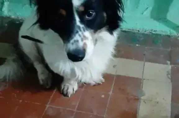 Собака найдена на Советской, 82 в Костроме
