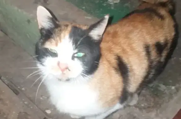 Найдена кошка на Знаменской улице, Калуга