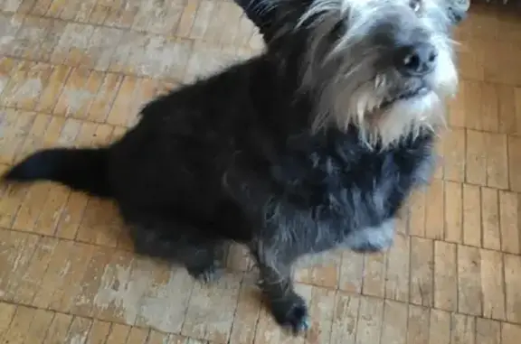 Собаки потеряшки, Нижний Новгород, фото: Потеряшка собака по адресу: улица Крупской, 16А, Нижний Новгород