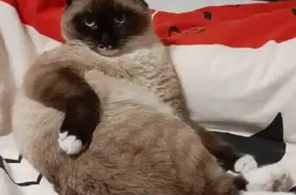 Объявления о пропавших и найденных животных, Курган, фото: Пропала кошка Персик, 1,5 года. СНТ Гренада, Лесниковский сельсовет.