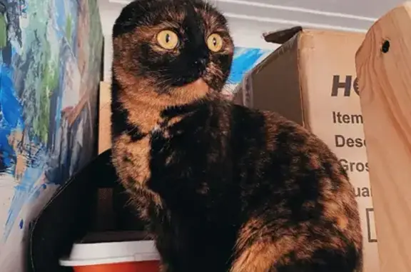 Найдена кошка на улице Максимова, Казань
