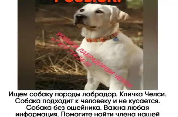 Пропала собака Челси на ул. Маяковского, 15, Жуковский