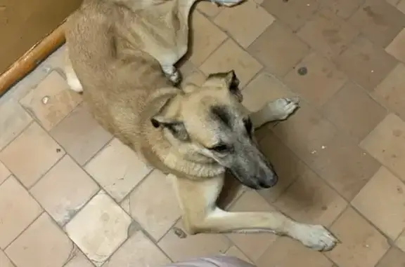 Потерянная собака на Ставропольской, 74 в Самаре