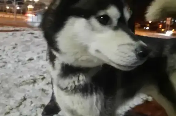 Собака найдена на улице Орджоникидзе, Воронеж