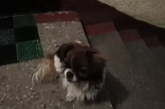 Найден ухоженный пёсик на Алданской 20а в Калининграде