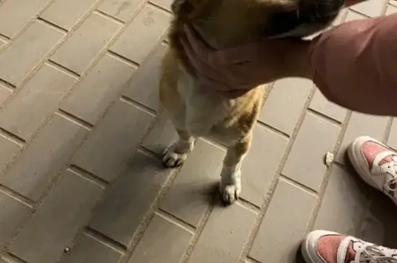 Найдена собака на Луконина 12к3, Астрахань