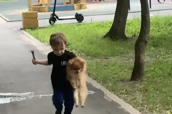 Собаки потеряшки, Москва, фото: Потеряшка шпиц Мики на 1-й Хуторской улице, Москва