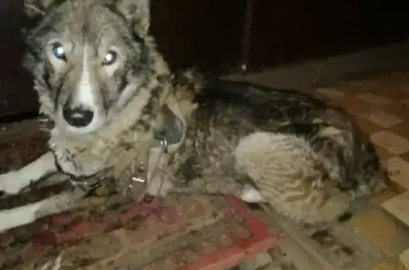 Собака на Бухарестской: серый окрас, поврежденная лапа