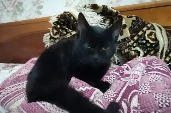 Найдена молодая кошка в Семилуках