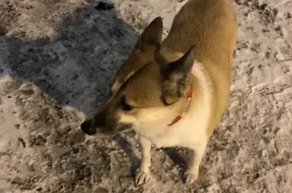 Собака с красным ошейником на набережной Обводного канала, 183, СПб
