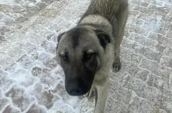 Собака на улице Зелёной, 7 г. Корсаков