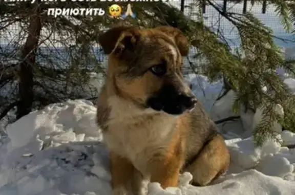 Собака ищет дом на ул. Гамарника, 9, Хабаровск