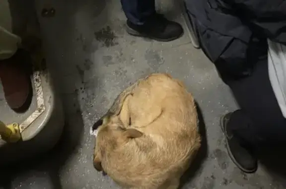 Потерянная собака в Бирюлёво Западное, найдена на автобусе M96 в Москве