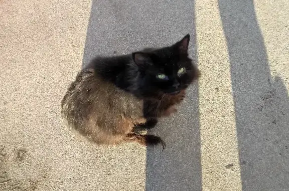 Найден домашний кот на ул. Гоголя, 34, Ульяновск.