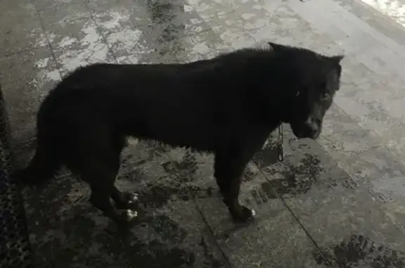 Собака найдена возле офиса на ул. Лейт. Яналова, 42