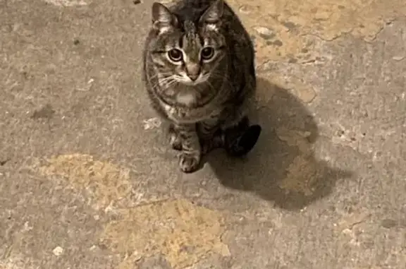 Найден домашний кот на Шелковичной, 192