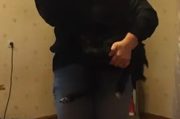 Собаки потеряшки, , фото: Потеряшка собака на Салтыковской 10