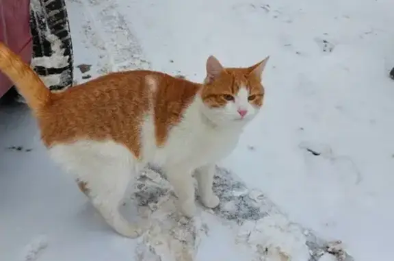 Пропала кошка на Мостовой улице в Орле