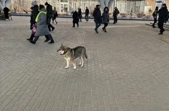 Собака на улице Бубнова ищет хозяина