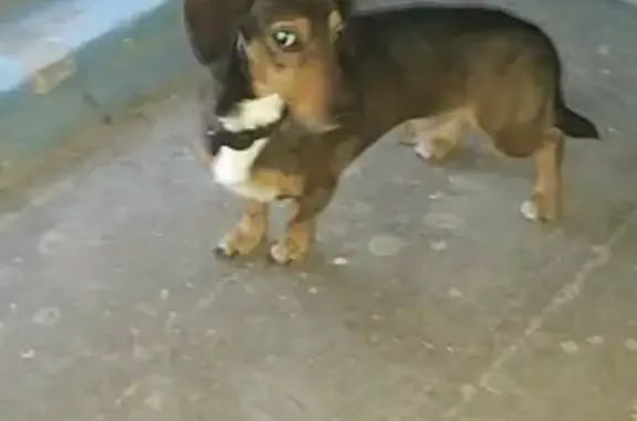 Найдена собака на Ополченской, Волгоград