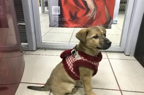 Найдена собака на Вокзальной улице, Орехово-Зуево