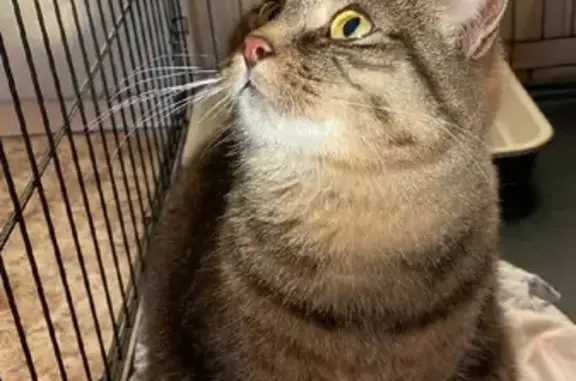 Найдена домашняя кошка на Суздальской, ищем хозяев