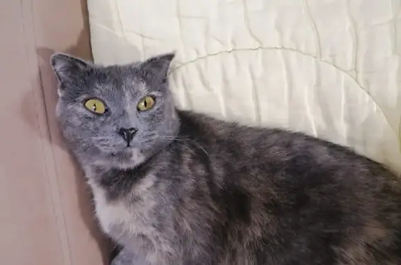 Найдена кошка в Ставрополе, отдается в добрые руки