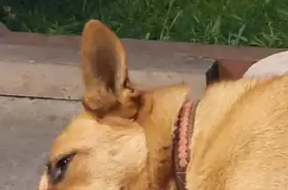 Пропала собака Бэтти в Корякском поселении (39 символов)