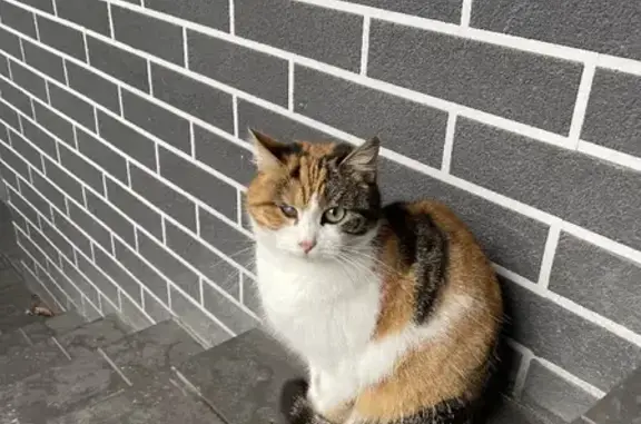 Найдена кошка на пр. Победы в Калининграде