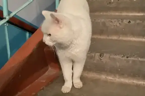 Упитанная белая кошка на Ленинградской, Барнаул