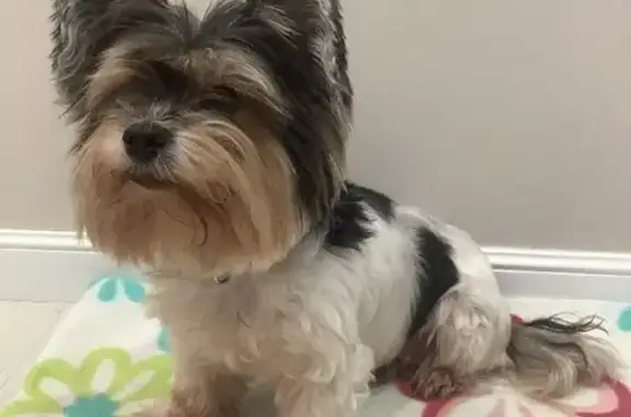 Найдена собака, Москва, фото: Найдена собака на Бутлерова 4к2, Москва