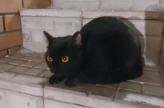 Найдена черная кошка на Сибирской, 28 в Иркутске