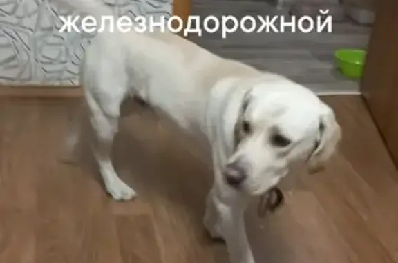 Собака Лабрадор найдена на улице Железнодорожной, 32 в Томске.