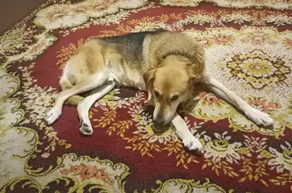 Найден гончий пес в Буланихинском сельсовете, ищем хозяина (40 символов)