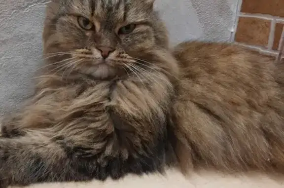 Найдена кошка на Советской, 171 в Миассе