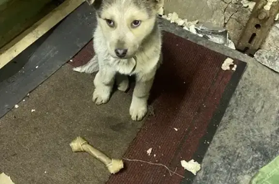 Найден щенок на Советской улице, Норильск