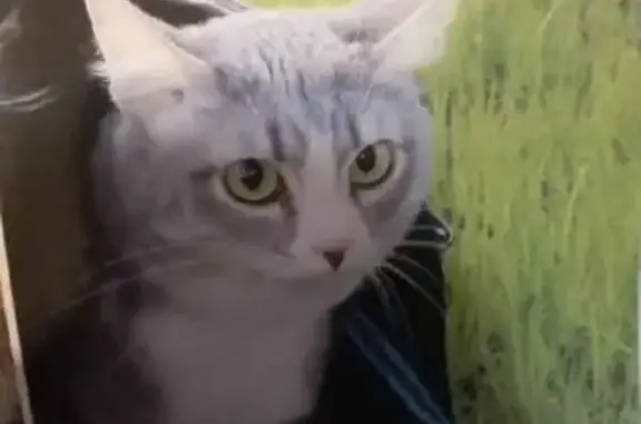 Пропала кошка на улице Блюхера, 83 в Казани