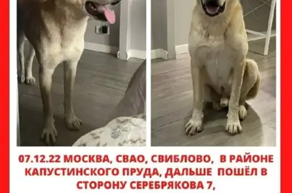Собаки потеряшки, Москва, фото: Потеряшка собака на проезде Серебрякова, 5 (Москва)