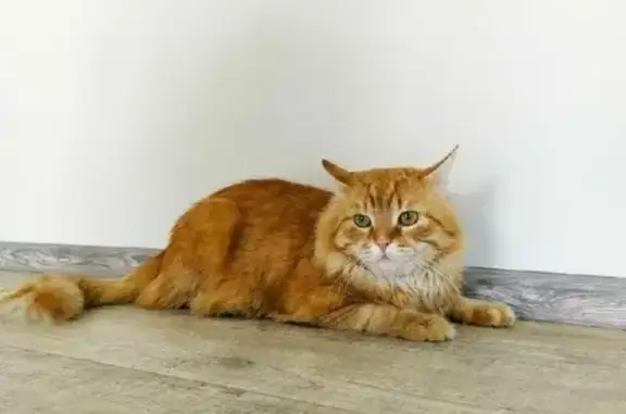 Кошки потеряшки, Санкт-Петербург, фото: Потеряшка кошка на Балтийском проспекте, Лисий Нос