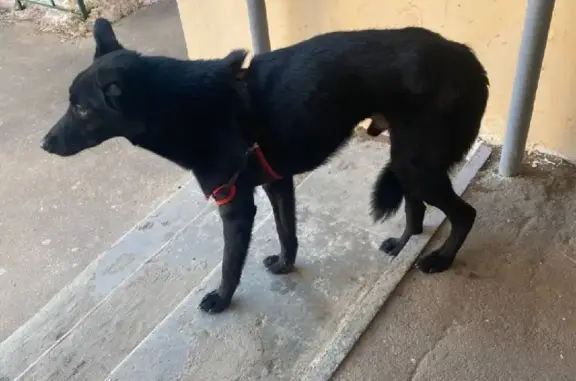 Найден чёрный пёс в Новом Измайлово, Балашиха
