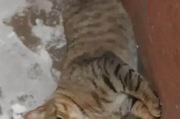 Найдена кошка на Суздальском проспекте
