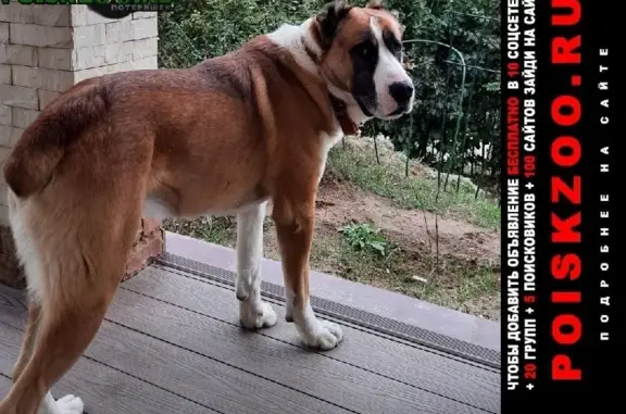 Пропала собака Алабай Бодро в Московской области