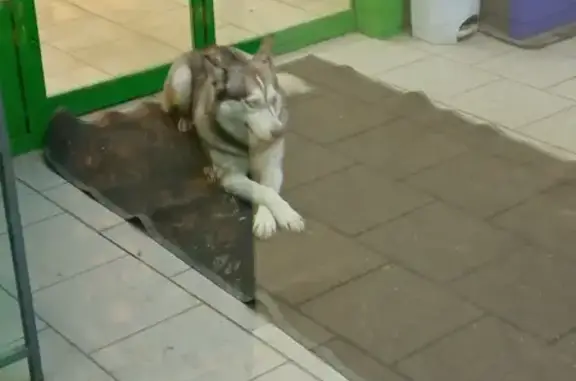 Найдена собака на улице Маяковского, Новомосковск