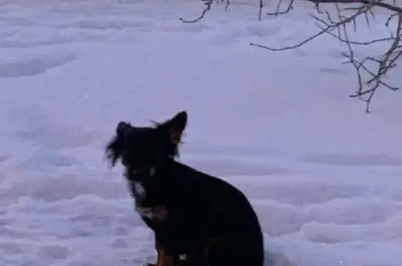 Собака Черного окраса с коричне-белым окрасом найдена на ул. Ершова, 26, Тюмень