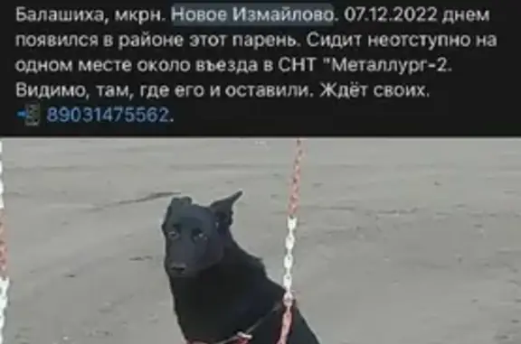 Собака с белым галстучком найдена на Горенском бульваре, Балашиха