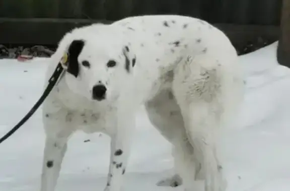 Пропала белая собака с биркой и ошейником в Кратово, ул. Молодцова 21А