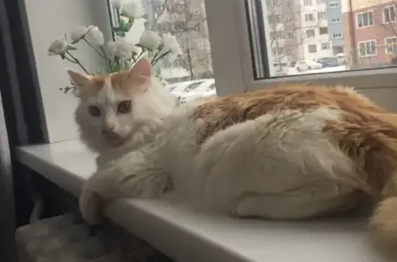 Найден домашний сибирский кот на Сахалине