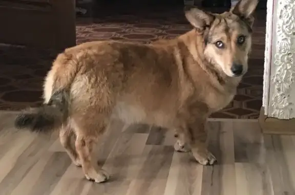 Найдена собака породы корги в Новой Ляде, ищем хозяев