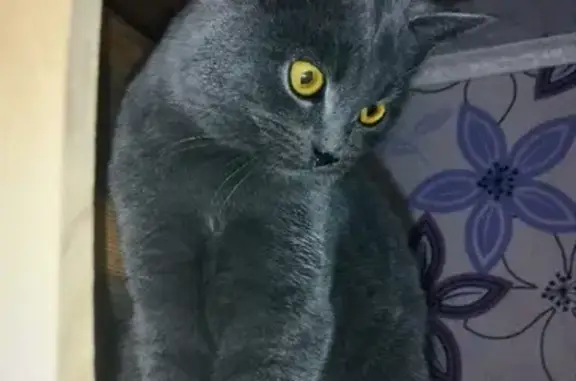 Кошки потеряшки, Тамбов, фото: Потеряшка кошка на Широкой ул. в Тамбове