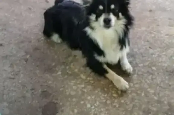Собака найдена на улице Первопроходцев, 7 в Нижнекамске.